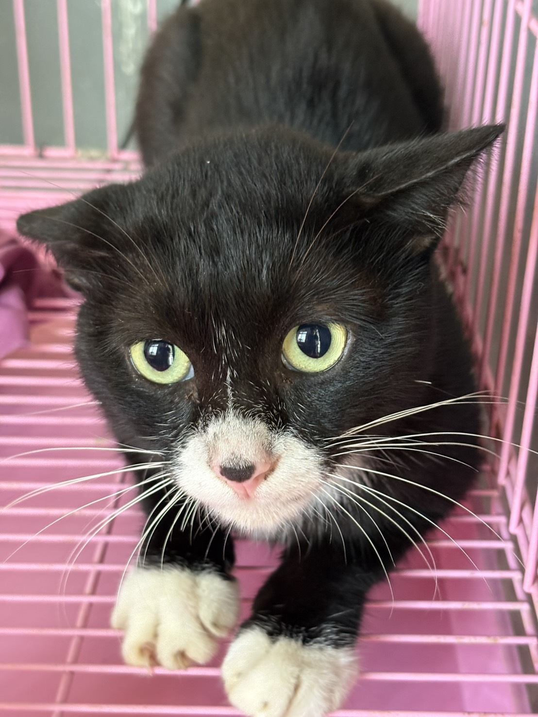 Black-and-white adult male mixed-breed cat, Medium, shelter no. …3014
