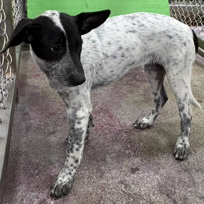Black-and-white young female mixed-breed dog, Small, shelter no. …3019