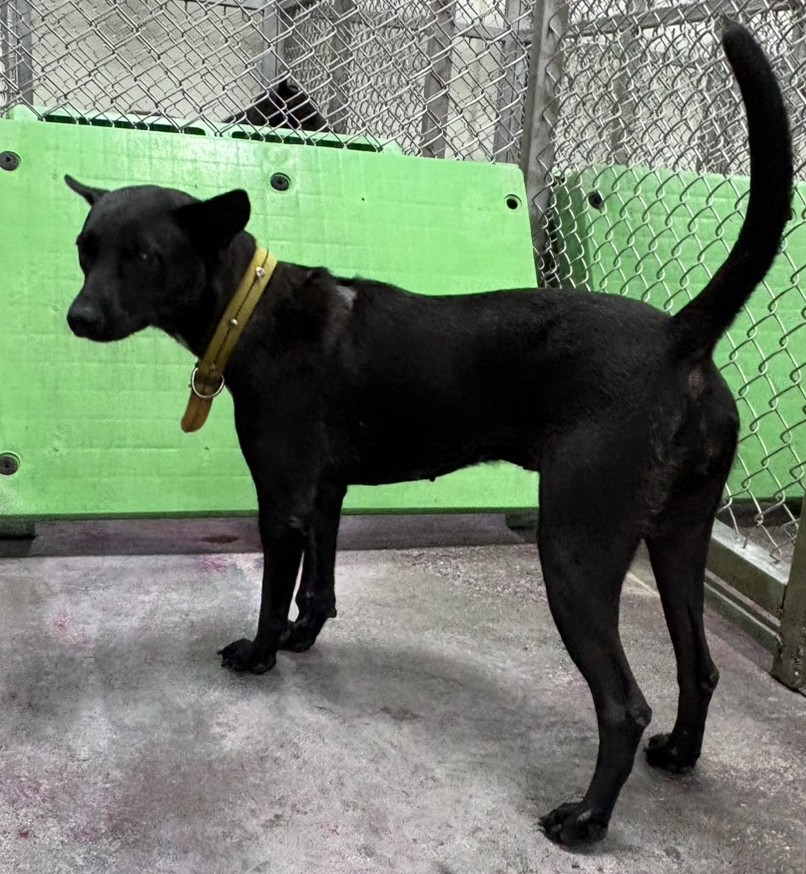 Black adult female mixed-breed dog, Medium, shelter no. …3020