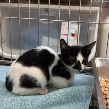 Black-and-white young mixed-breed cat, Small, shelter no. …3003