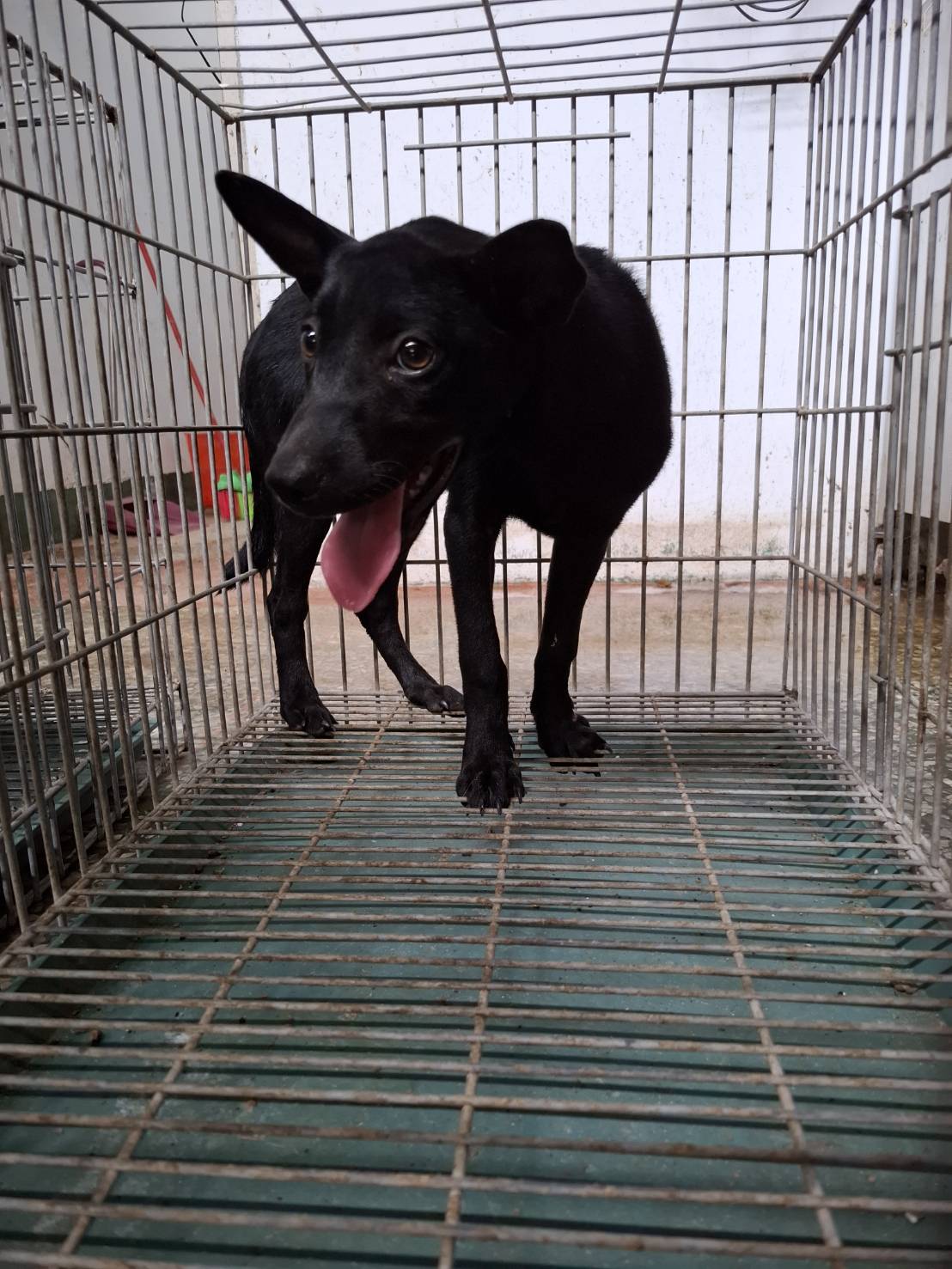Black young female mixed-breed dog, Medium, shelter no. …3-08