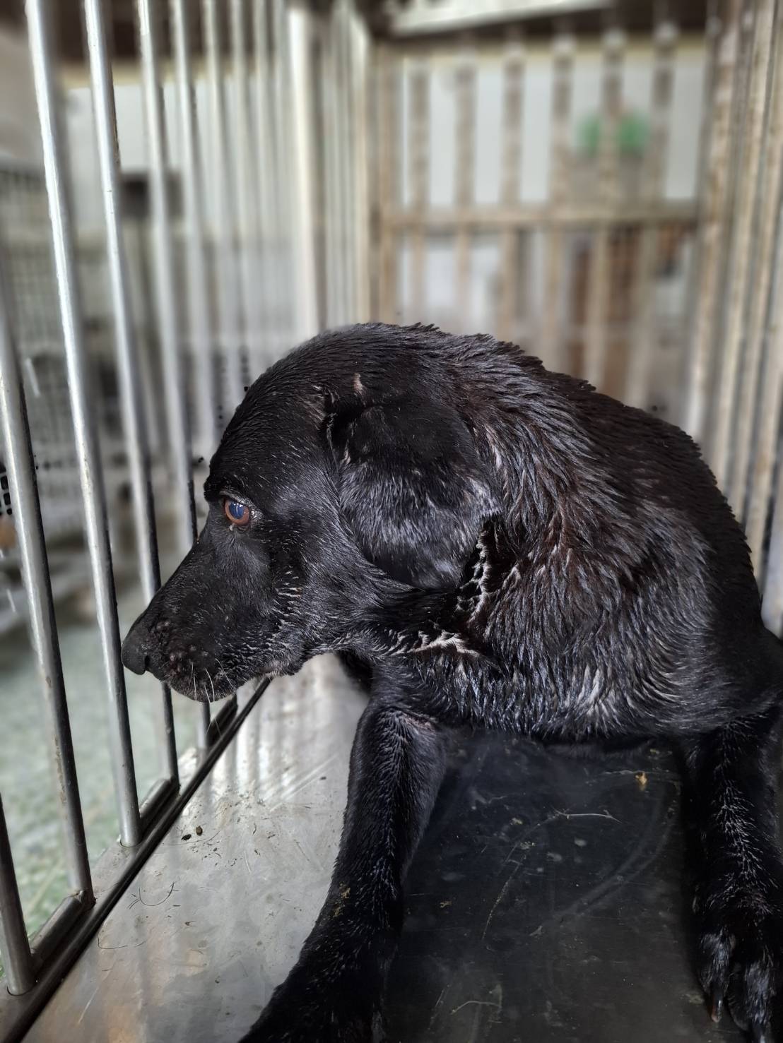 Black adult male mixed-breed dog, Medium, shelter no. …3-13