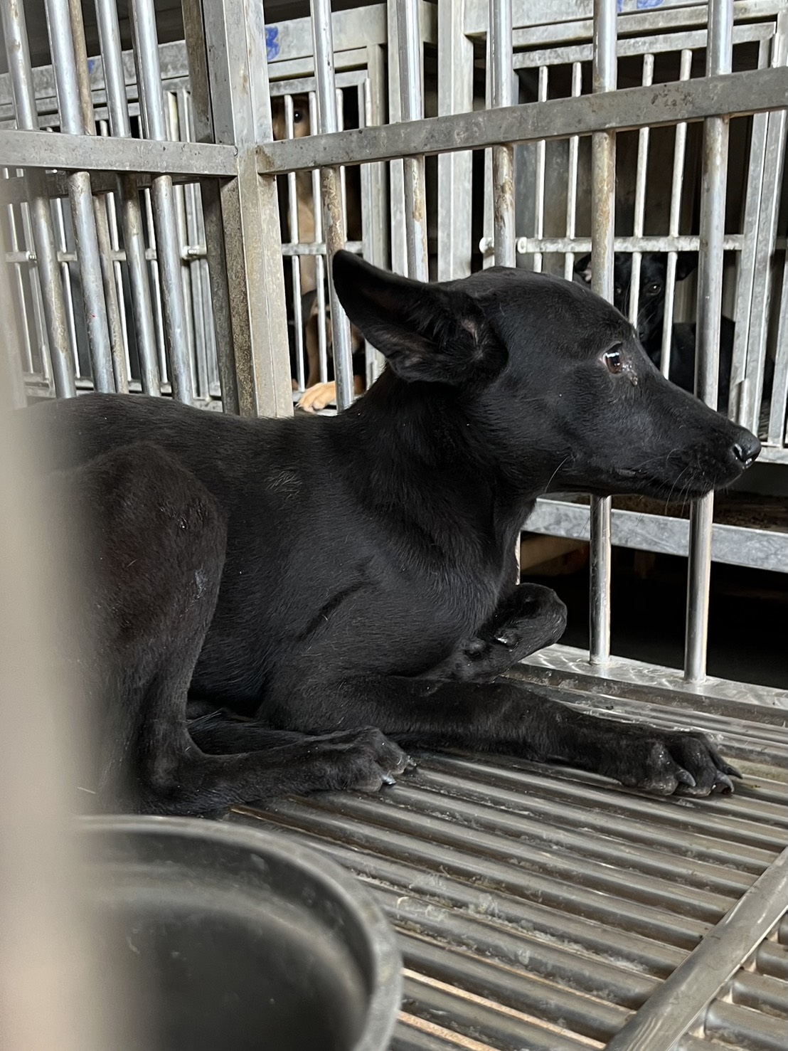 Black young female mixed-breed dog, Small, shelter no. …3003