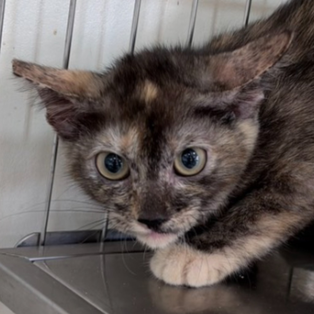 Young female mixed-breed cat, Small, shelter no. …2C08