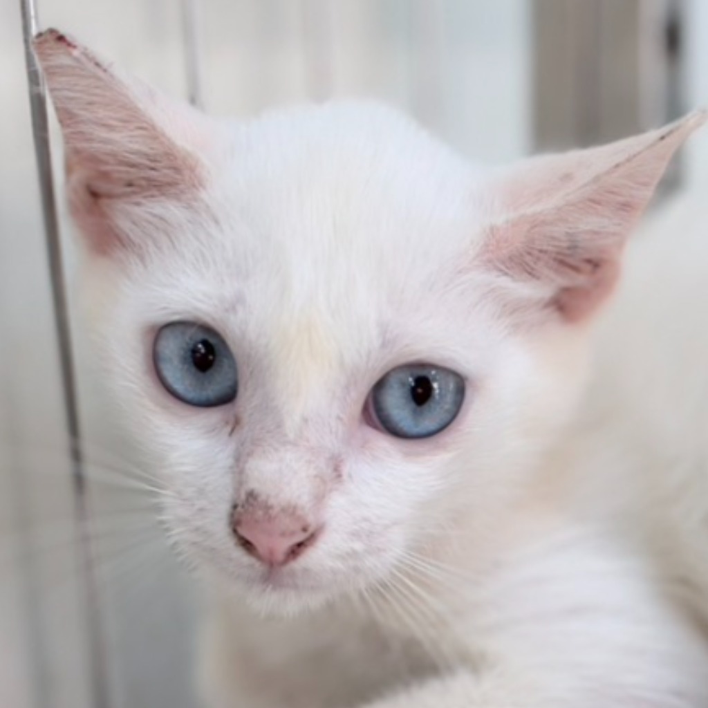 White young female mixed-breed cat, Small, shelter no. …2C10