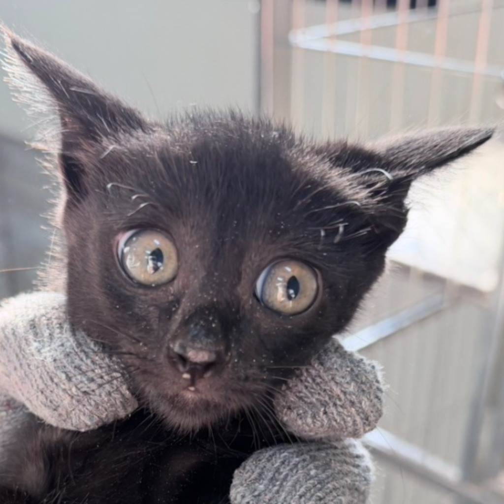 Black young female mixed-breed cat, Small, shelter no. …2C11