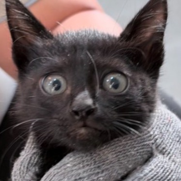 Black young male mixed-breed cat, Small, shelter no. …2C12