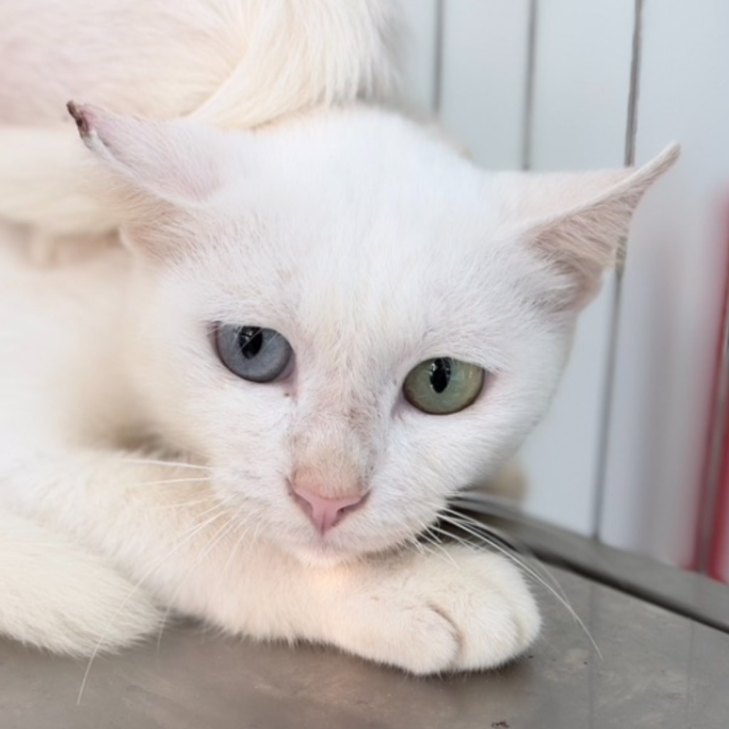 White adult female mixed-breed cat, Large, shelter no. …9C22