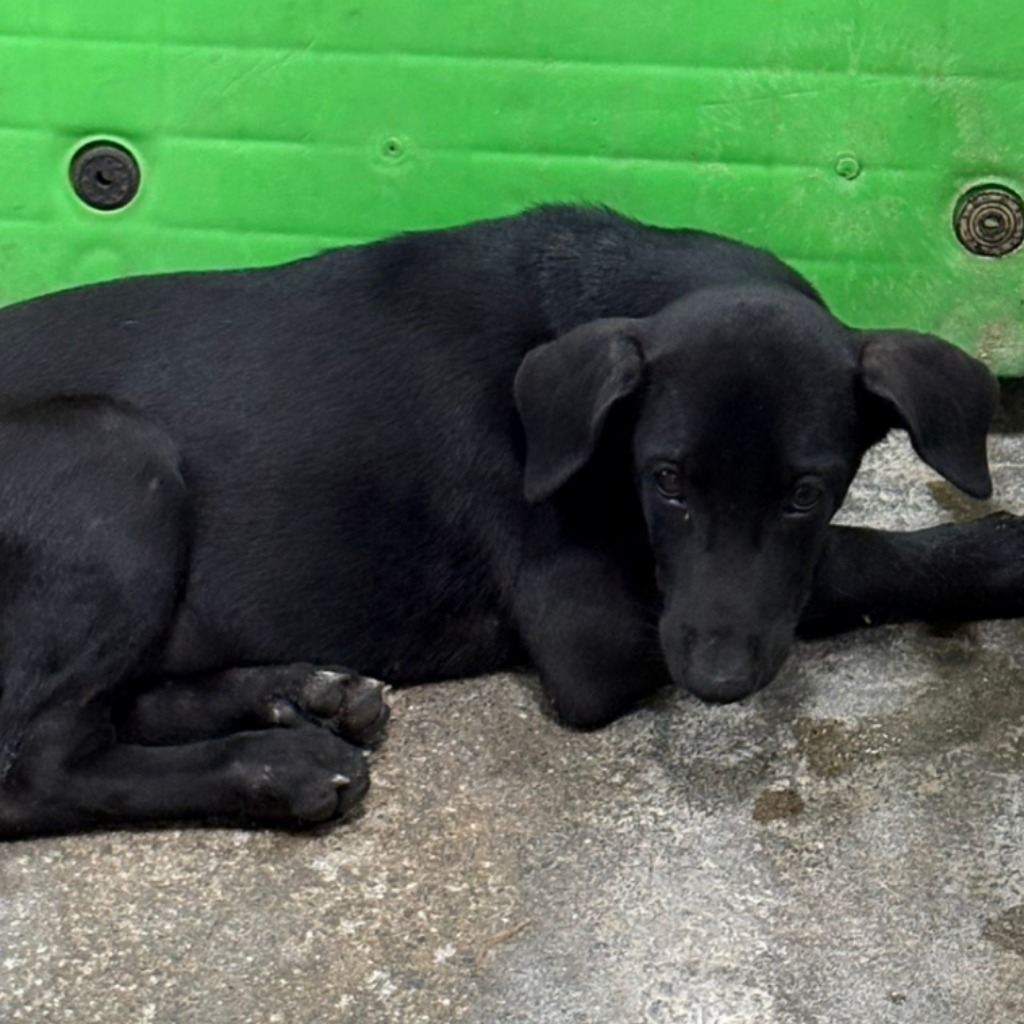 Black adult female mixed-breed dog, Medium, shelter no. …3021