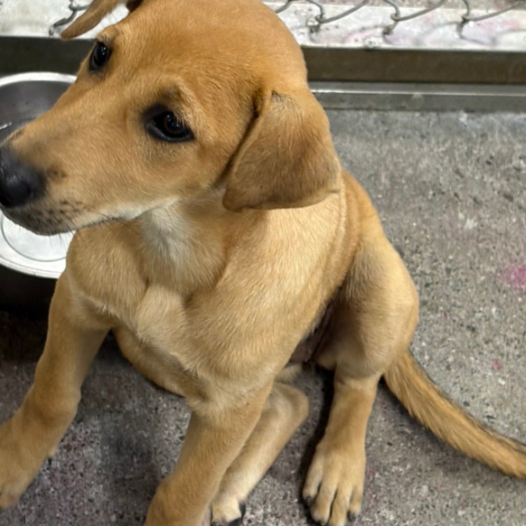 Tan adult female mixed-breed dog, Medium, shelter no. …3022