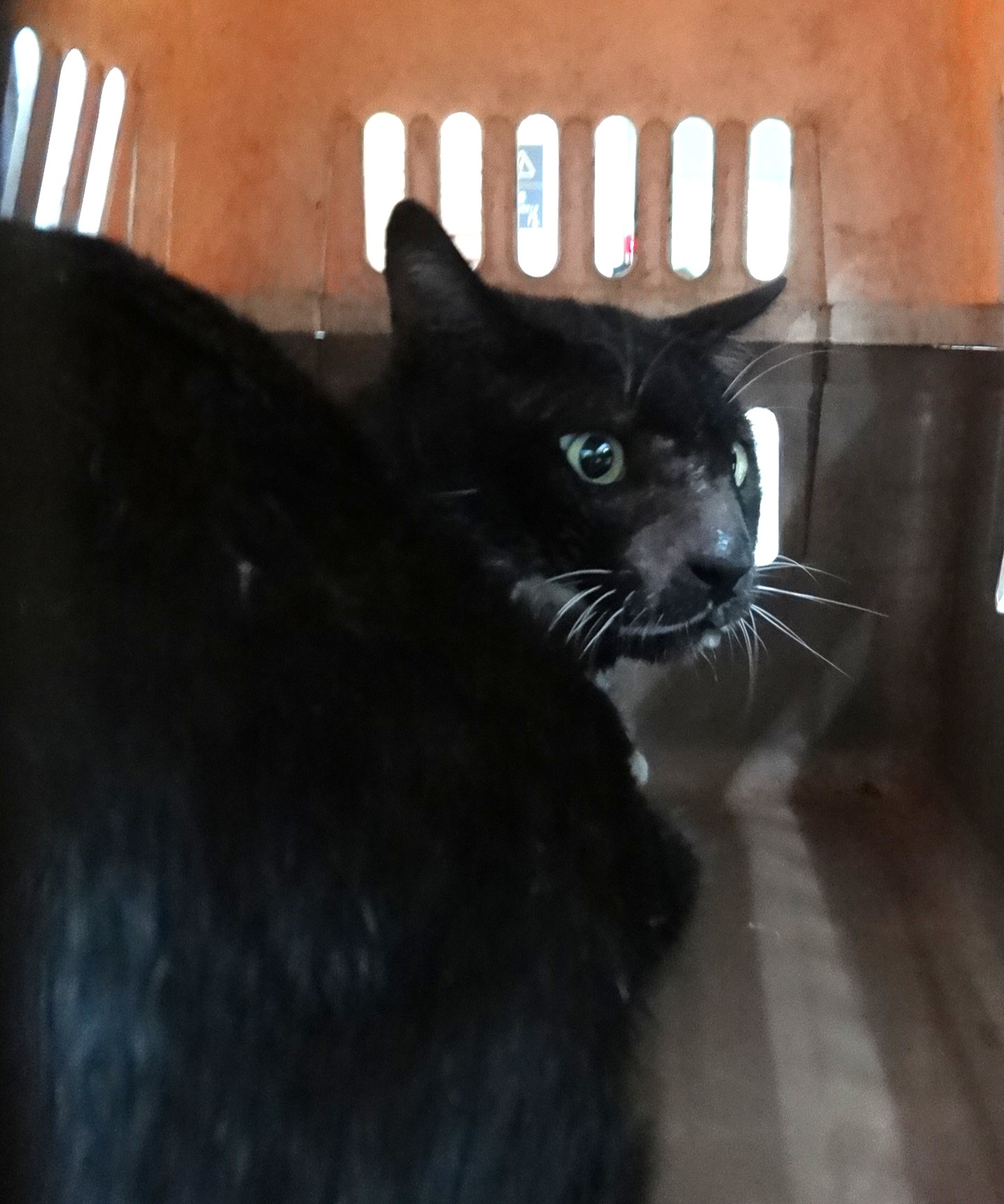 Black adult mixed-breed cat, Large, shelter no. …1724