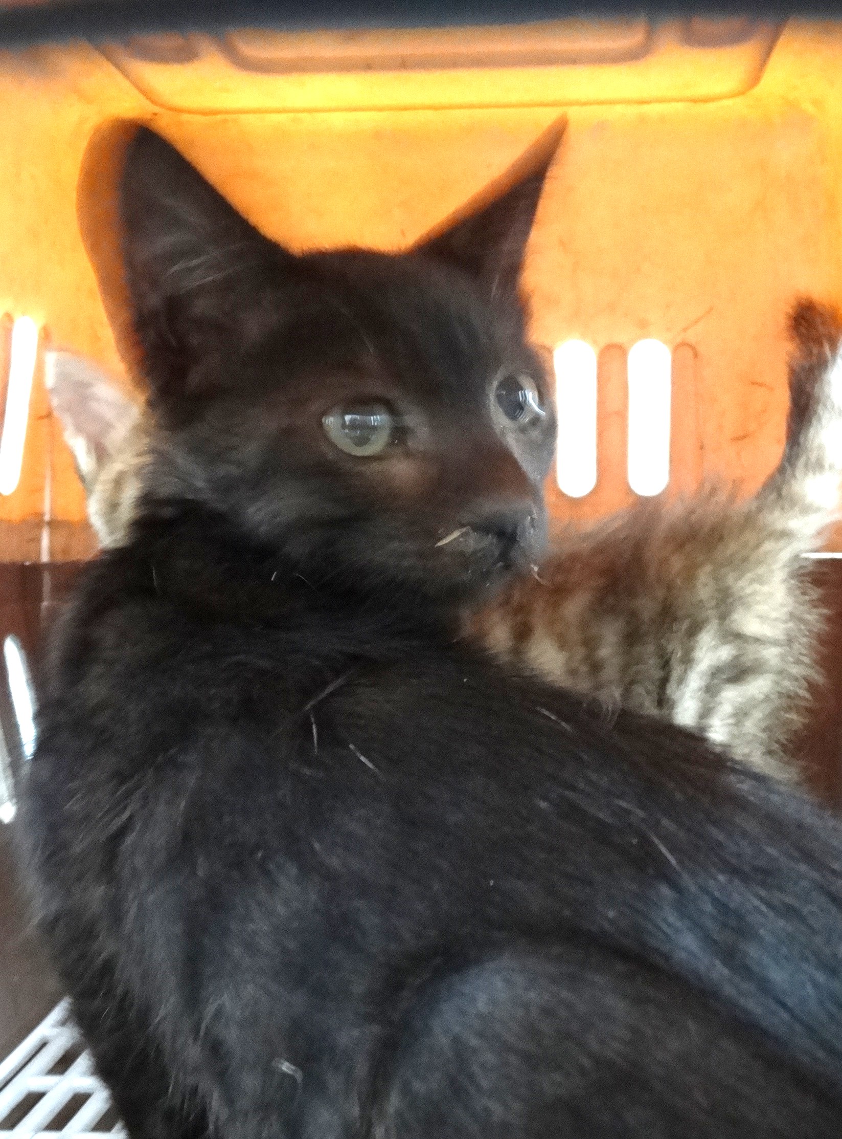 Black adult mixed-breed cat, Medium, shelter no. …1726