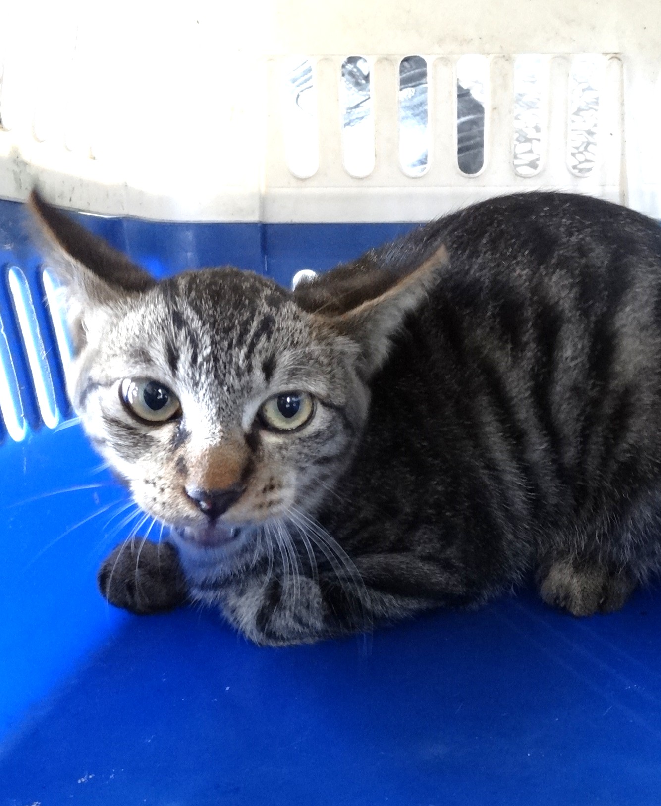 Tabby adult mixed-breed cat, Large, shelter no. …1727