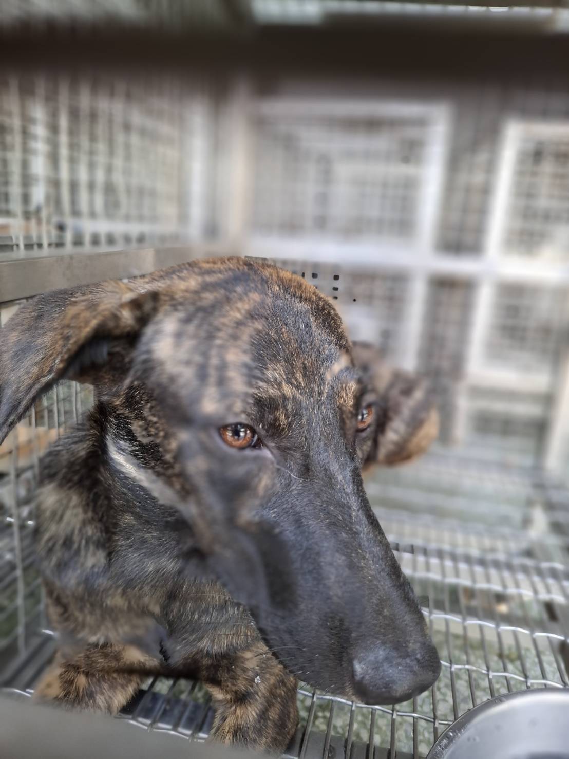 Tabby adult female mixed-breed dog, Medium, shelter no. …3-14