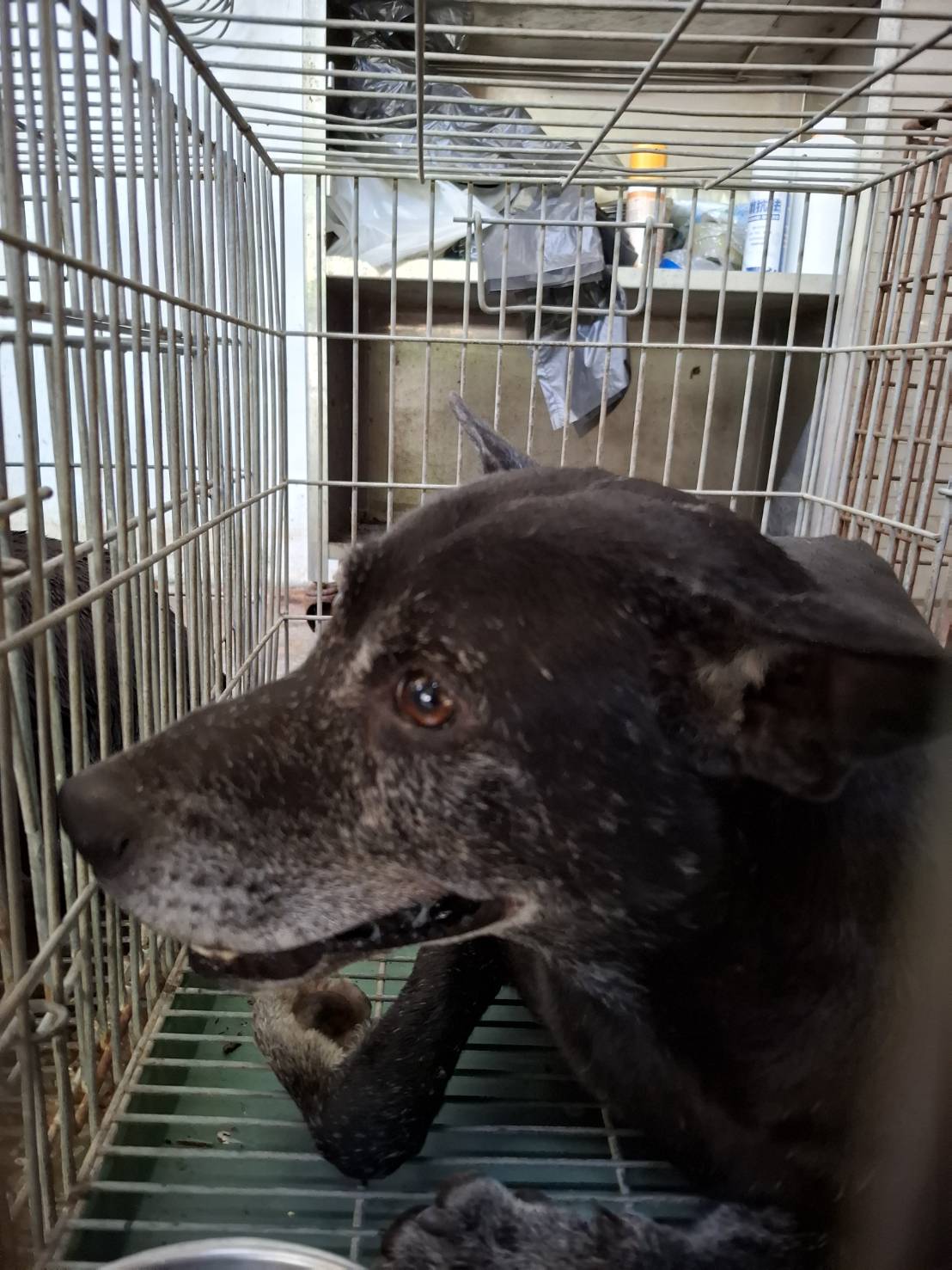 Black adult male mixed-breed dog, Medium, shelter no. …3-15