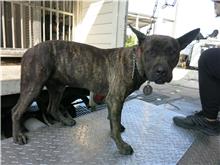 ミックス犬（オス・成犬・トラ）、中型, 施設番号 …2013