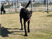 Black adult female mixed-breed dog, Small, shelter no. …5002