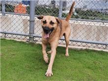Brown adult male mixed-breed dog, Large, shelter no. …7002