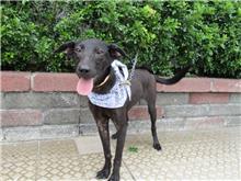 ミックス犬（メス・黒）、中型, 施設番号 …2532