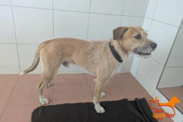 كلب هجين (ذكر، بالغ)، رقم الملجأ …3075
