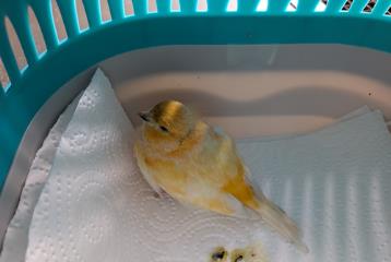 Tan Canary, shelter no. …3808