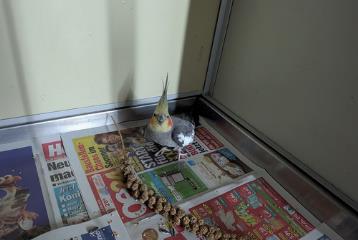 Gray-and-tan Cockatiel, shelter no. …3817