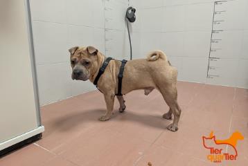 Shar Pei (ذكر، صغير، بني)، رقم الملجأ …3827