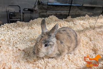 Rabbit (أنثى، بالغ)، رقم الملجأ …3839