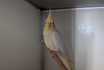 White-and-tan Cockatiel, shelter no. …3890