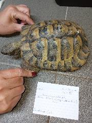 Tortoise, shelter no. …3913