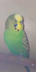 Budgerigar, shelter no. …3897