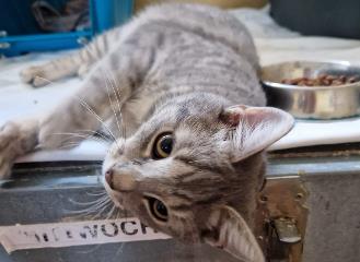 Gray tabby female mixed-breed cat, shelter no. …3921