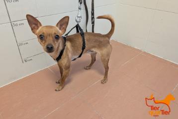 Pinscher (ذكر، صغير، بني)، رقم الملجأ …3987