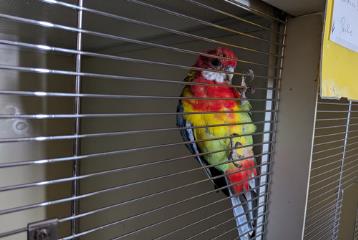 Rosella, shelter no. …4008