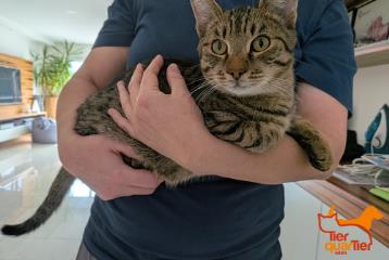 Brown tabby male European Shorthair, shelter no. …4009