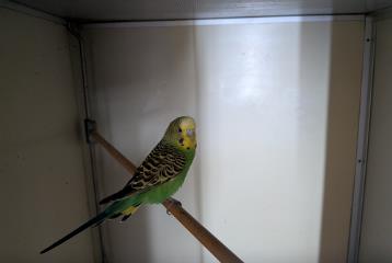Tan male Budgerigar, shelter no. …4071