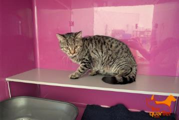 Brown tabby young male European Shorthair, shelter no. …4082