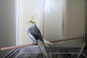 Gray-and-white Cockatiel, shelter no. …4079
