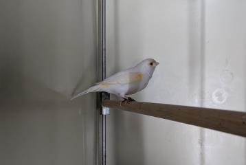 White-and-tan Canary, shelter no. …4081