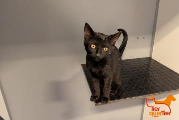 Black young male European Shorthair, shelter no. …4105