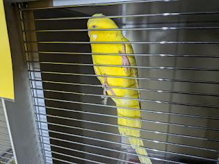 Budgerigar, shelter no. …4109