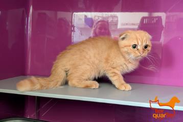 Tabby young male Scottish Fold, shelter no. …4114