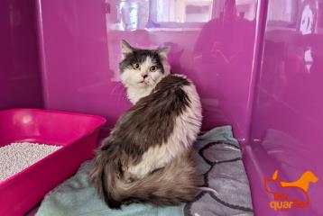 White-and-gray adult male domestic long-haired cat, shelter no. …4119