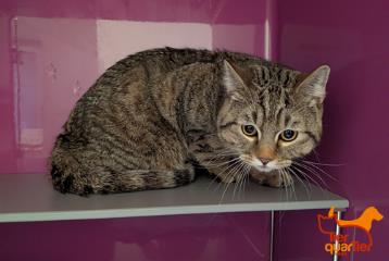 Brown tabby adult male European Shorthair, shelter no. …4131