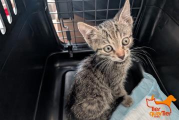Brown tabby young male European Shorthair, shelter no. …4133