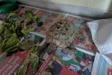 Tortoise, shelter no. …4159