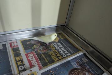 Tan Budgerigar, shelter no. …4165