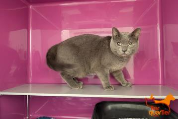 Adult male British Shorthair, shelter no. …4178