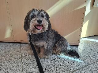 Male Havanese, shelter no. …4185