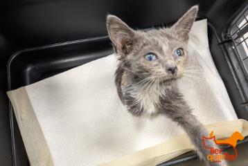 Gray young female European Shorthair, shelter no. …4190